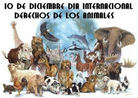 dia-internacional-de-los-derechos-animales