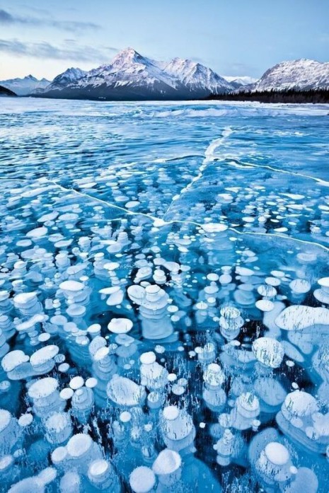 paisajesBurbujas congeladas en las Montañas Rocosas canadienses, Canadá.