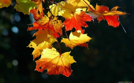 autumn-wallpaper-1680x1050-010