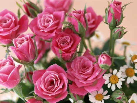 47 imágenes de flores para descargar y usar de fondo de WhatsApp esta  primavera | Imágenes para whatsapp