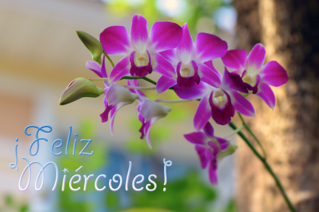 rosasflores-de-mi-jardin-orquideas-feliz-miercoles