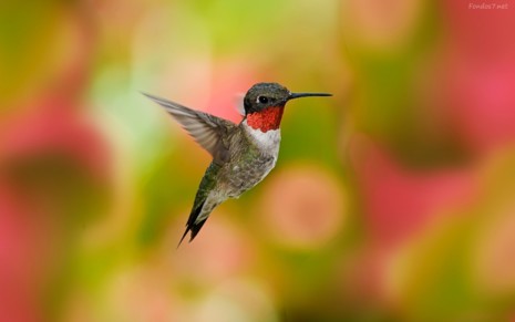 avesun-lindo-colibri-volando-8893