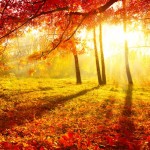 54 imágenes de otoño para WhatsApp ¡Bienvenido otoño! Imágenes de otoño para WhatsApp