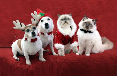 perros-gatos-disfrazados-navidad
