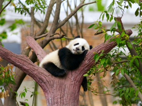 panda-arbol