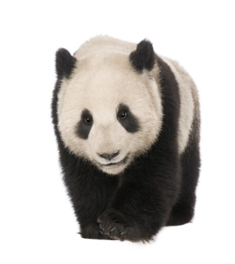 pandaTH 93216573  Oso Panda 18 meses