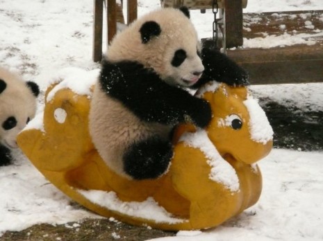 pandafotos-guarderia-pandas