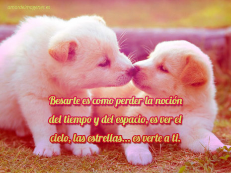 perritos-tiernos-con-frases-de-amor-narices-dandose-un-beso