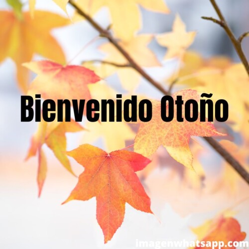 Bienvenido Otoño 2023! Frases, citas , pensamientos para WhatsApp |  Imágenes para whatsapp